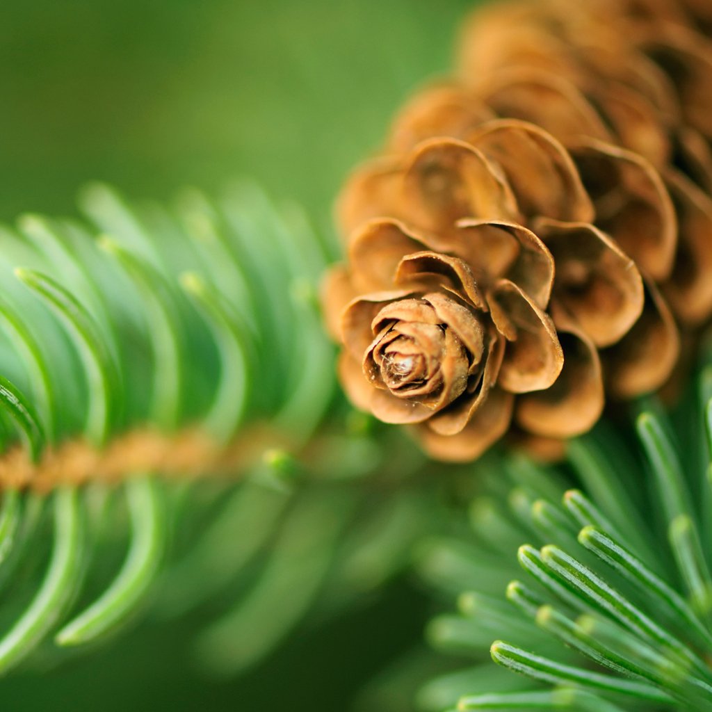 Balsam and Cedar Soy Candle