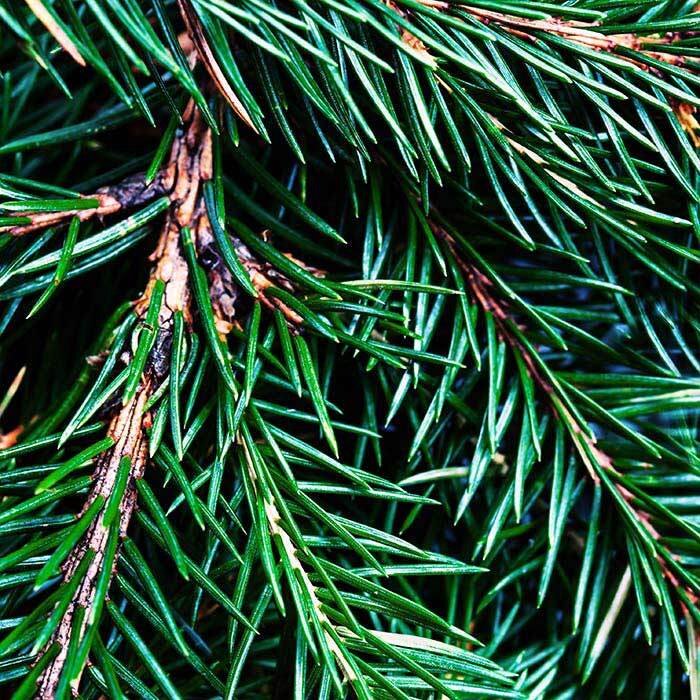 Fraser Fir Soy Candle