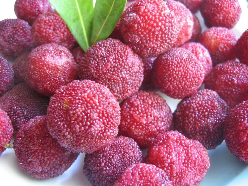 Bayberry Soy Candle
